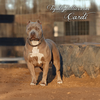 Topdog Bullies Cardi is an XL Pitbull Bully champagne with green eyes