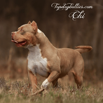 Topdog Bullies Chi is a female lilac American Bully XL and an lilac tri XXL Pitbull