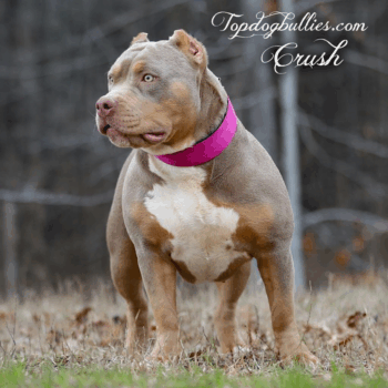 Topdog Bullies Crush is a gorgeous lilac tri Bully XL female at our Tennessee XXL Pitbull XXL Bully kennels