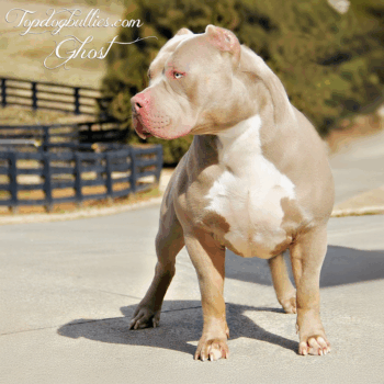 Topdog Bullies Ghost is a stunning XL male XXL stud champagne tri American Bully at our Bully kennels in Nashville