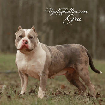 Topdog Bullies Gra is a blue merle tri XXL Bully Pit dog at our kennel in Georgia