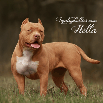 Topdog Bullies Hella is a female fawn Pitbull American Bully dog puppy mother from TN XL Pitbull breeders