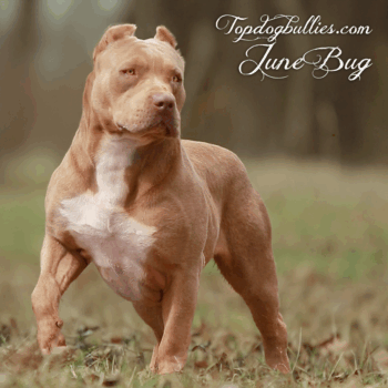Topdog Bullies June Bug XL XXL sporty Champagne American Bully XL pitbull working dog