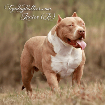 Topdog Bullies Junior (Jr.) is a Bully XXL Fawn Pitbull stud at Topdogbullies kennel in Huron, TN