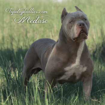 Topdog Bullies Meduse is a lilac fawn XXL Bully El Cucuy son at our XXL Bully kennels in Tennessee