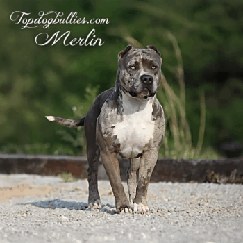 Topdog Bullies Merlin is a blue merle XL Pitbull at our Pitbull kennel near me Tennessee
