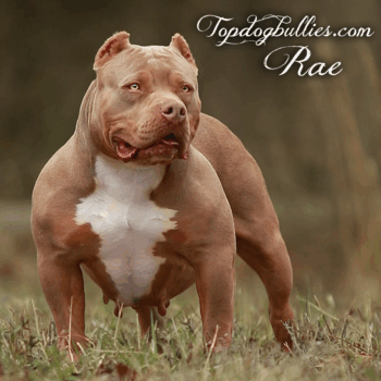 Topdog Bullies Rae is an XL champagne american bully for sale by Bully breeders Topdogbullies