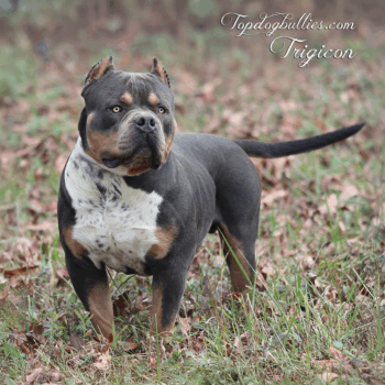 Topdog Bullies Trigicon is a blue tri XXL Bully stud at Topdogbullies XL Pitbull breeding kennel