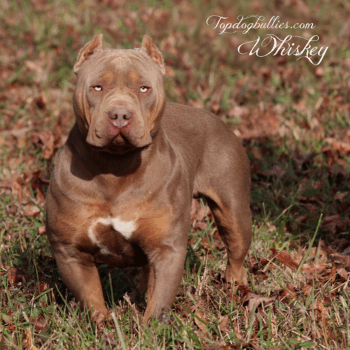 Topdog Bullies Whiskey is a massive XXL lilac tri American Bully stud dog at our Pit Moster Bully kennel
