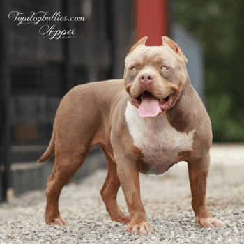 Topdogbullies Apex is a lilac fawn XL American Bullies with green eyes. He's a massive Bully XXL stud at our Pit Bull kennels in TN