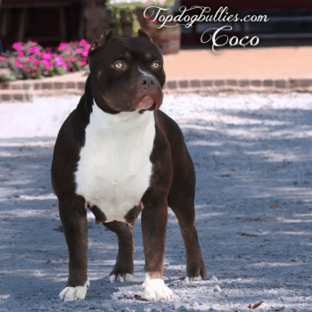 Topdogbullies Coco is a ghost chocolate tri Xl Pitbull at our Pitbull kennel in TN
