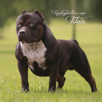 Topdogbullies Titan is a Ghost Chocolate Tri XL Bully at our Pitbull kennels. He's the son of GHB Gatorhead Bullies Whopper and Topdog's Nessi