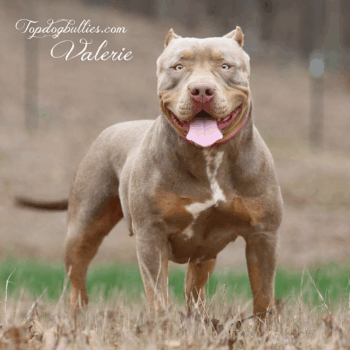 Topdogbullies Valerie is a thick wide big lilac tri Bully XL pitmonster female at our American Bully kennel