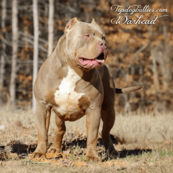 Topdogbullies Warhead is a massive lilac tri XXL Bully stud here at our American Bully kennel in Tennessee