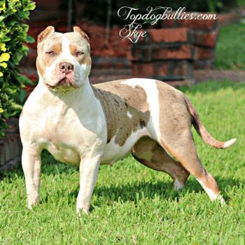 skye xl chocolate tri merle female american bully pup for sale