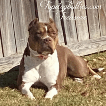 topdogbullies treasure xl chocolate tri american bully dog