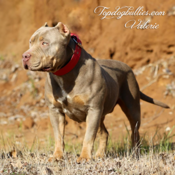 FEMALE | TDB's Valerie topdogbullies Valerie lilac tri xxl american bully female bully pitbull tennessee