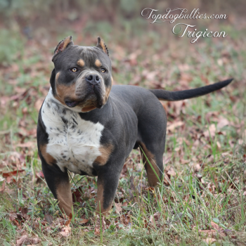 Topdog Bullies Trigicon is a blue tri XXL Bully stud at Topdogbullies XL Pitbull breeding kennel