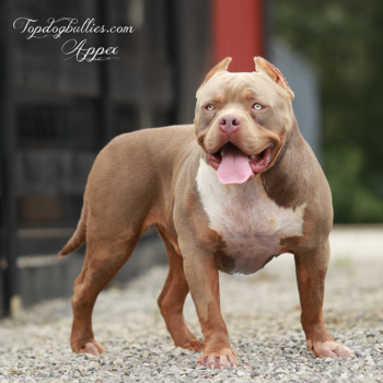 Topdogbullies Appex is a lilac fawn XL American Bullies with green eyes. He's a massive Bully XXL stud at our Pitbull kennel