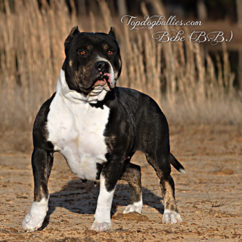 Topdogbullies Bebe (BB) is a gorgeous and unique black trindle tri brindle XL Bully female at our XXL Pitbull kennels. Breeders of quality.