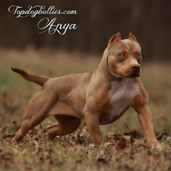 Topdog Bullies Anya is a XL lilac tri american bully UKC Pitbull stye