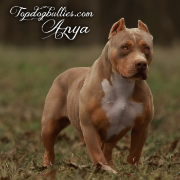 Topdog Bullies Anya is a lilac tri Pitbull XL XXL at our Tennessee Bully kennel