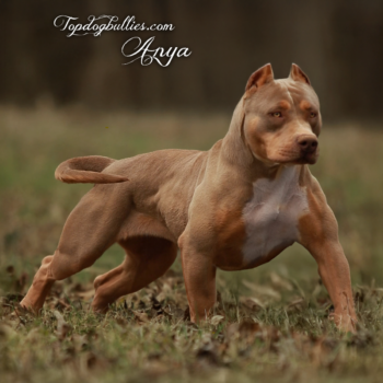 Topdog Bullies Anya is a lilac tri XL XXL female american bully Pitbull at our kennels