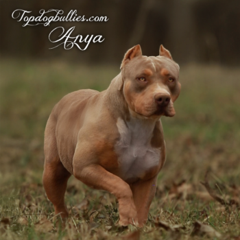 Topdog Bullies Anya is an XL American Bully Ace daughter who is lilac tri