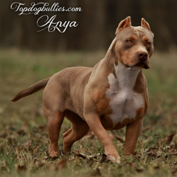 Topdog Bullies Anya is an XXL XL Pitbull A Show Stoppin Ace daughter