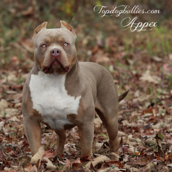 Topdog Bullies Appex is a massive flat face ghost lilac tri Bully XXL stud at our Bully breeding kennel