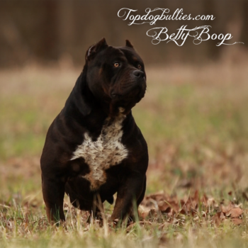 Topdog Bullies Betty is a black american bully XL for sale from Tennesse Bully Pitbull kennels