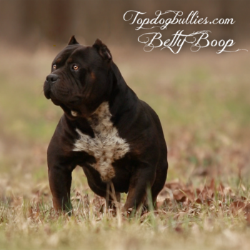Topdog Bullies Betty is a black american bully for sale from Tennesse Bully Pitbull kennels
