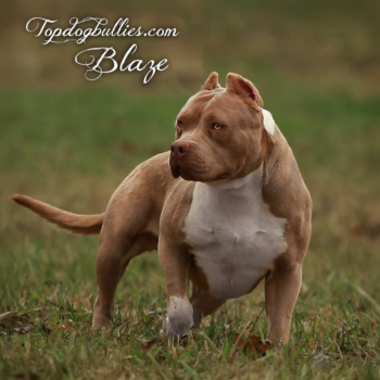 Topdog Bullies Blaze is a Show Stoppin Ace ace daughter and a lilac American Bully Pitbull Terrier