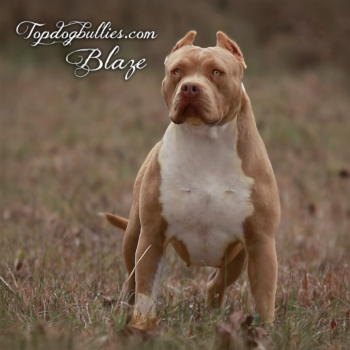 Topdog Bullies Blaze is a fawn XL Pitbull at our Bully kennel in TN. She's a tri carrier.