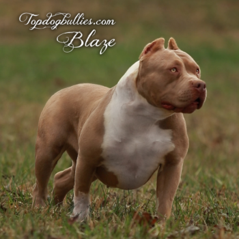 Topdog Bullies Blaze is a lilac fawn XL XXL Amerian Bully for sale near me