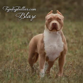Topdog Bullies Blaze is a lilac tri XL Pitbull American Bully at our Bully kennel