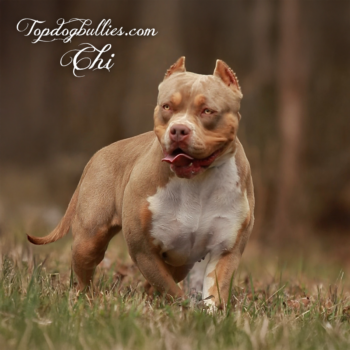 Topdog Bullies Chi is a female lilac American Bully XL and an XXL lilac tri Pitbull