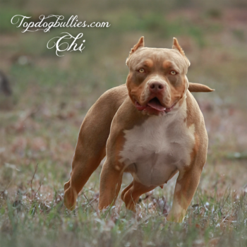 Topdog Bullies Chi is a female lilac American Bully XL at our XL XXL Pitbull Bully kennels in Florida