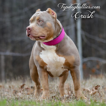 Topdog Bullies Crush is a gorgeous lilac tri Bully XL female at our Tennessee XXL Pitbull XXL Bully kennels