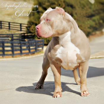 Topdog Bullies Ghost is a stunning XL male XXL stud champagne tri American Bully at our Bully kennels in Nashville