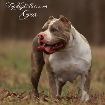 Topdog Bullies Gra is a blue merle American Bully dog at our Pitbull kennel