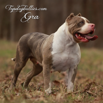 Topdog Bullies Gra is a blue merle American Bully female from TN Bully breeders Topdogbullies