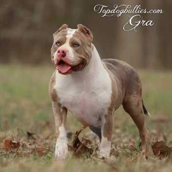 Topdog Bullies Gra is a blue merle XL Bully dog at our Georgia kennel