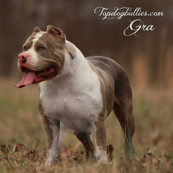 Topdog Bullies Gra is a blue merle XXL Bully Pit dog at our kennel in GA