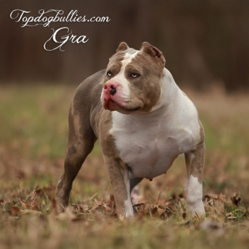 Topdog Bullies Gra is a blue merle XXL Bully dog at our kennel in Georgia