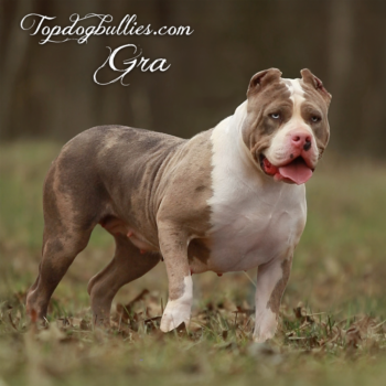 Topdog Bullies Gra is a blue merle tri XL Bully female from Bully breeders Topdogbullies