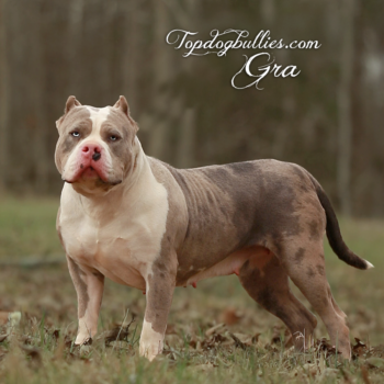 Topdog Bullies Gra is a blue merle tri XXL Bully Pit dog at our kennel in Georgia
