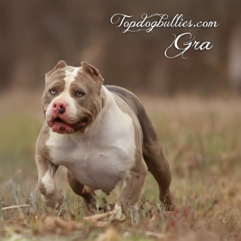 Topdog Bullies Gra is a blue merle tri XXL Bully female at our Bully XXL kennels