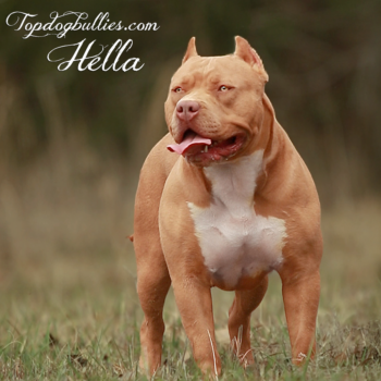 Topdog Bullies Hella is a female American Bully for sale aka a fawn XL Pitbull by TN Bully breeders