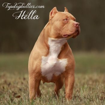 Topdog Bullies Hella is an XL XXL female American Bully Pitbull fawn from XL Bully breeders in Tennessee
